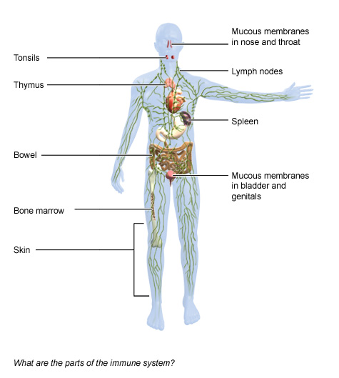 Immune system