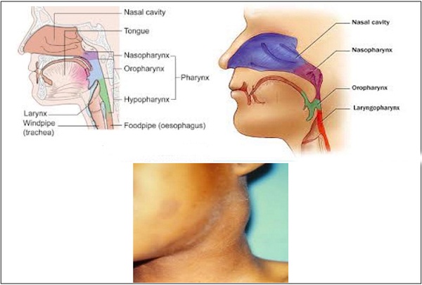 Nasopharynx