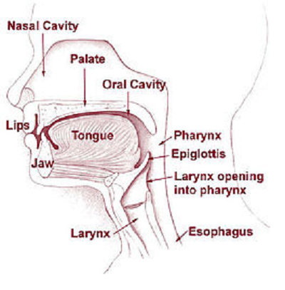 Larynx